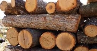 И тази година ДЛС Каракуз-Дулово ще осигури достатъчно дървесина за огрев