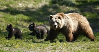 8 екипа ще констатират и оценяват възникнали проблеми с мечки на територията на Национален парк 