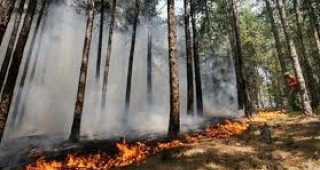 100 декара 50-годишна иглолистна гора са спасени от пожар в община Батак
