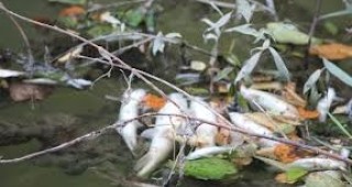 Мъртва риба в река Янтра