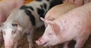 В Шуменско набелязаха мерки срещу африканската чума по свинете