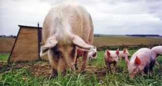 Опасност от разпространение на болестта африканска чума по свинете