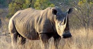 Първото сиропиталище за носорози отвори врати в Южна Африка