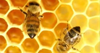 Производителите на мед в Молдова няма да получат помощ от правителството