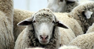 В Панагюрище се забранява движението на крави и овце по улиците и тротоарите