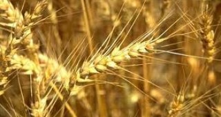 Близо една трета от произведеното в България зърно се продава на черния пазар
