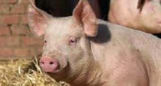 В Русенско предприемат превантивни мерки срещу заболяването африканска чума по свинете
