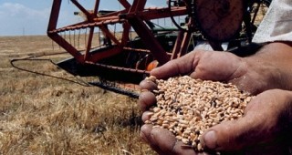 Служители на Гранична и Национална полиция започват проверки за нарушения при търговията със зърно