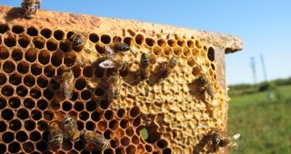 Броят на регистрираните пчелни семейства във Варненско е около 18 хил.