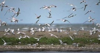 Успешен сезон за водолюбивите птици на остров Персин отчетоха от БДЗП