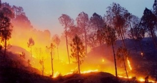 Пожар в американския щат Калифорния е унищожил над 70 000 акра гори