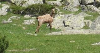 Монтирани са специалните проследяващи устройства на пет диви кози в Западните Родопи