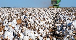 Производителите на памук получават държавна помощ de minimis