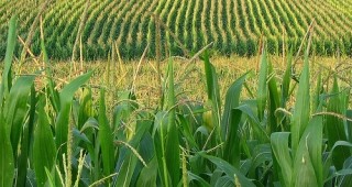С 5,5% повече са засетите площи с царевица в сравнение с 2011 година