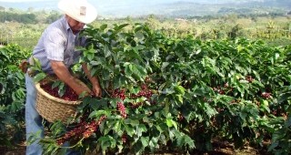 Виетнам изпревари Бразилия и стана най-големият световен износител на кафе за първите шест месеца на 2012 година