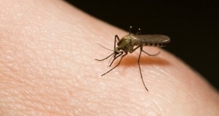 Извънредно положение в Тексас заради вирус, който се пренася от заразени комари