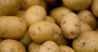 Компенсират картофопроизводителите заради сушата