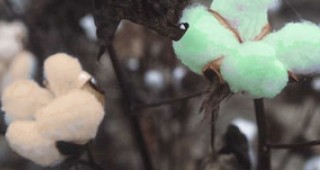 Български селекционери на памук със сортове с естествено оцветяване на влакното