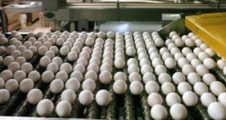 Има недостиг на яйца в Европа