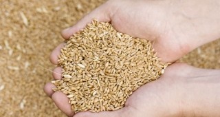Председателят на Селскостопанска академия разпореди проверка за продажбата на семена от институтите