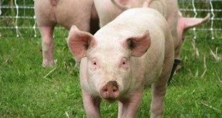 ООН предупреди за епидемия от свински грип в Украйна