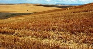 Горещото и сухо време оказа натиск върху световните зърнени пазари