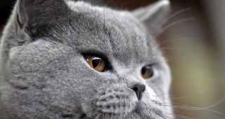 Организират първата на Балканите Международна изложба на котки по правилата на CFA