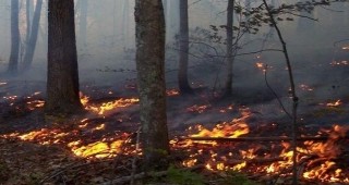 Над 4 000 горски служители са участвали в потушаването на 478 горски пожара от началото на годината