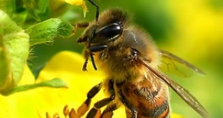 3 млн. пчели бяха конфискувани от жител на Ню Йорк