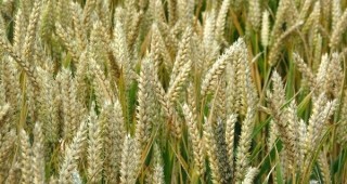 Качеството на пшеницата в област Плевен пада