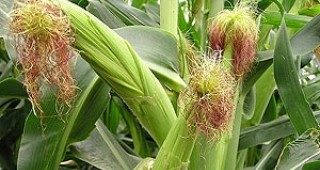 ЕС продължава да спори за два вида генномодифицирана царевица