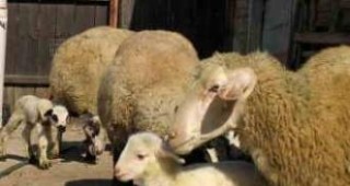 Ден на софийската /елинпелинска/ порода овце