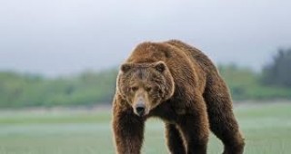 Танцуващите мечки от парка в Белица ще бъдат прегледани от германски стоматолози