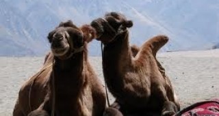 Изследователи в Дубай се надяват да създадат първите генномодифицирани камили