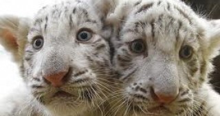 Три бели тигърчета от застрашен вид са атракция в чешки зоопарк
