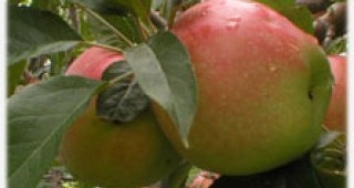 Започна прибирането на ябълките от зимния сорт Глостер 69 в землището на санданското село Спатово