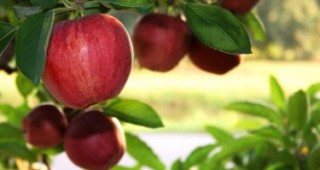 Очаква се много добра реколта от ябълки, въпреки сухото време
