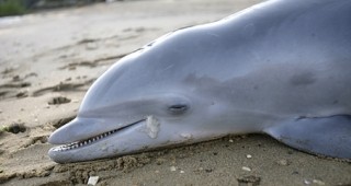Над 68 мъртви делфина са намерени това лято по плажовете от Бяла до Царево