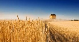 Европейската реколта от пшеница може да достигне най-ниските си нива от последните 5 години