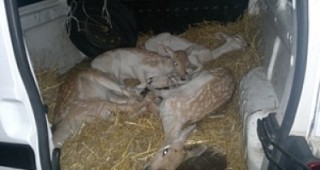 Митничари откриха четири упоени еленчета в пикап
