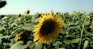 С 50% по-ниски добиви отчитат производителите на слънчоглед в Ловешко