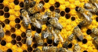 Пчеларите в България се готвят за протест