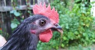 Зооинженери селектират у нас две породи кокошки