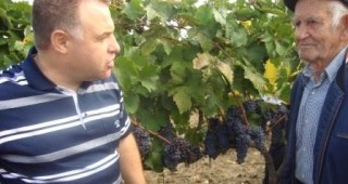 За 2012-а: По-ниска реколта от грозде, но качествено вино