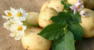 В Смолянска област добивите от картофи са ниски