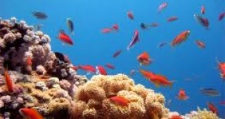 Бразилия е изгубила 80% от кораловите си рифове