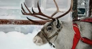 Дядо Коледа ще остане без елени заради глобалното затопляне