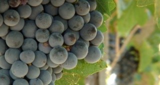 Винопроизводството и отглеждането на грозде са сред основните отрасли в Мелник