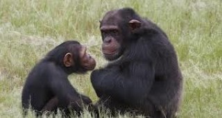 Ареалът на обитание на човекоподобните маймуни в Африка рязко е намалял