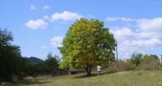 В община Сливен три вековни дървета са обявени за защитени